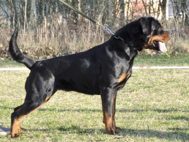 Rottweiler puppy for sale