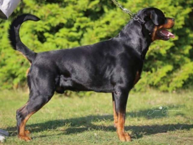 Rottweiler puppy for sale