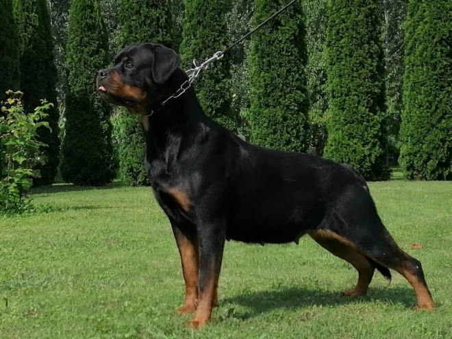 Rottweiler puppy for sale