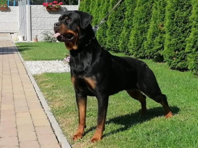 Rottweiler puppy for sale