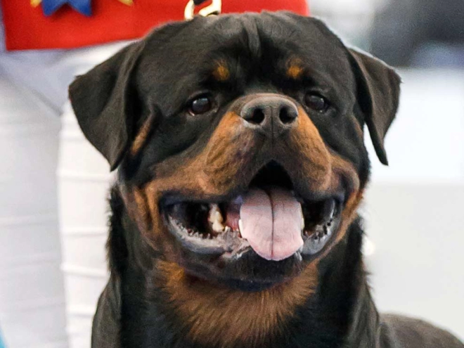 Perros Rottweiler en venta