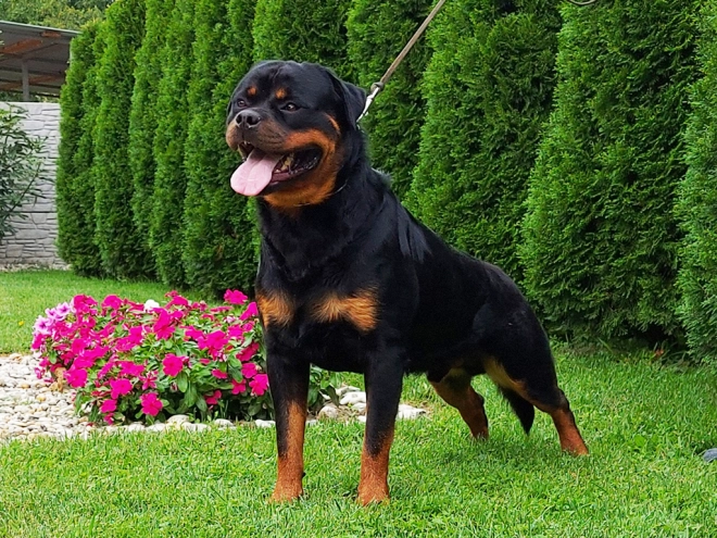 Rottweiler puppy for sale