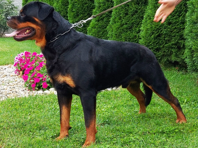 Rottweiler puppy for sale
