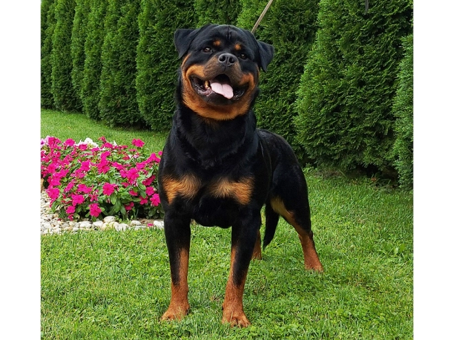 Rottweiler puppy for sale