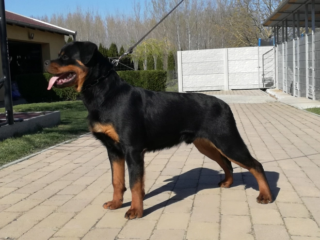 Rottweiler puppy for sale
