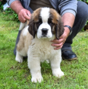 Perros San Bernardo en venta