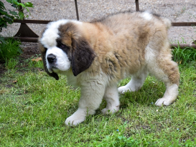 Perros San Bernardo en venta