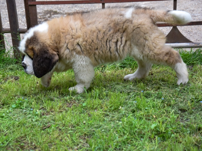 Perros San Bernardo en venta