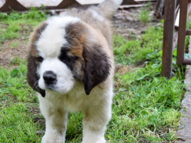 Perros San Bernardo en venta
