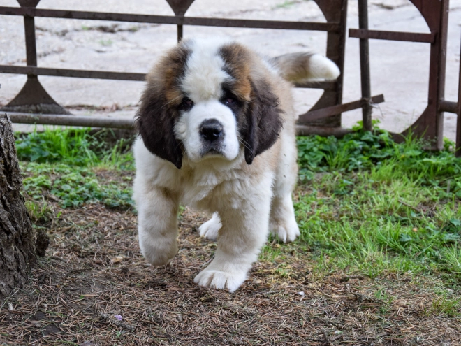 Perros San Bernardo en venta