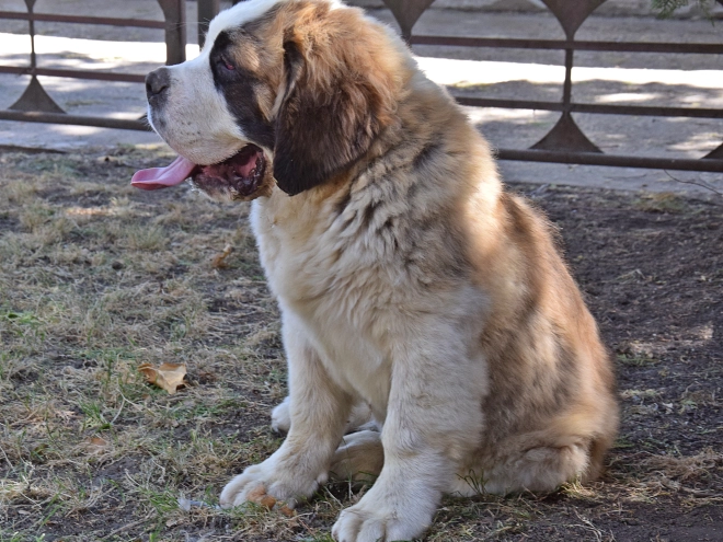 Saint Bernard puppy for sale