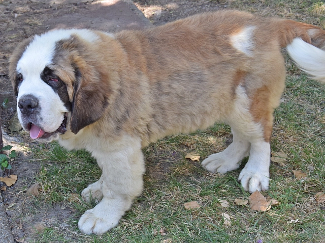 Saint Bernard puppy for sale