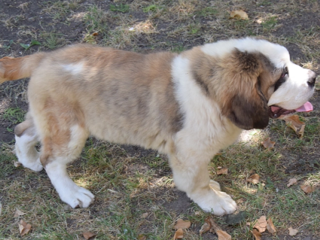 Saint Bernard puppy for sale