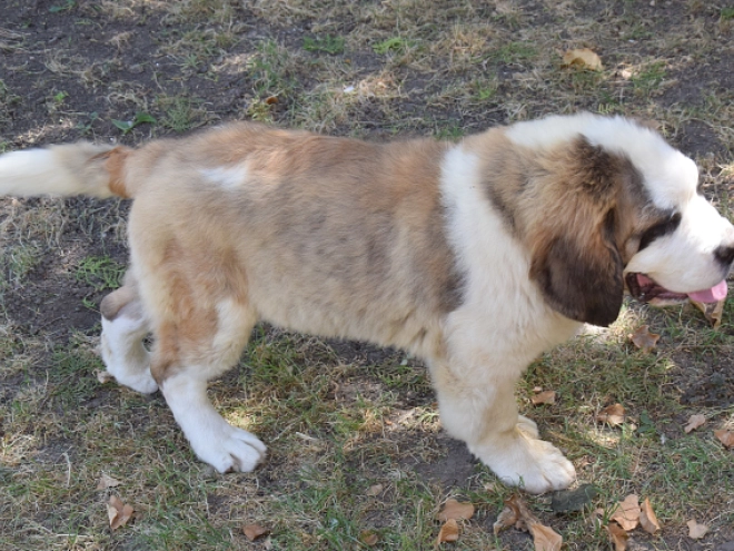 Saint Bernard puppy for sale