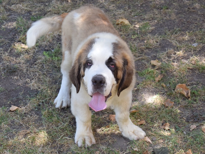 Saint Bernard puppy for sale