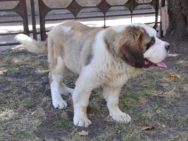 Saint Bernard puppy for sale