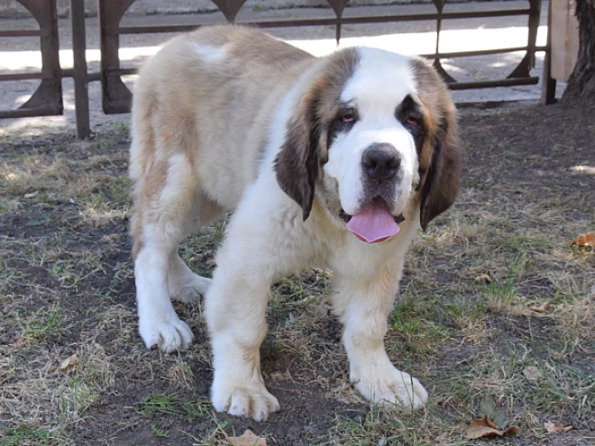 Saint Bernard puppy for sale