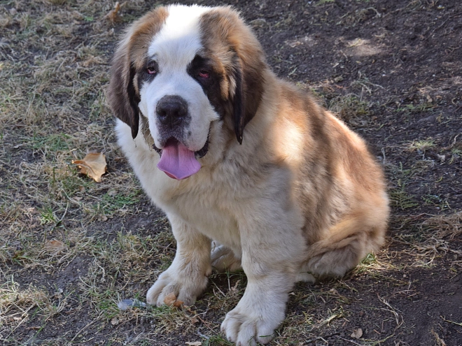 Saint Bernard puppy for sale