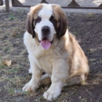 Dragon, red and white Saint Bernard for sale