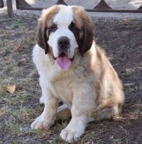 Perros San Bernardo en venta