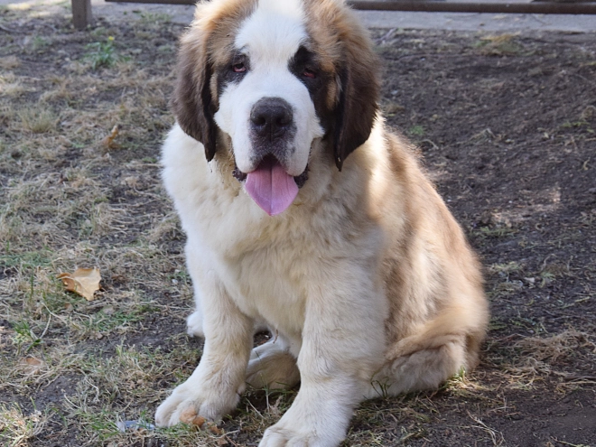 Saint Bernard puppy for sale
