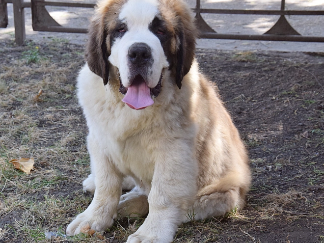 Saint Bernard puppy for sale