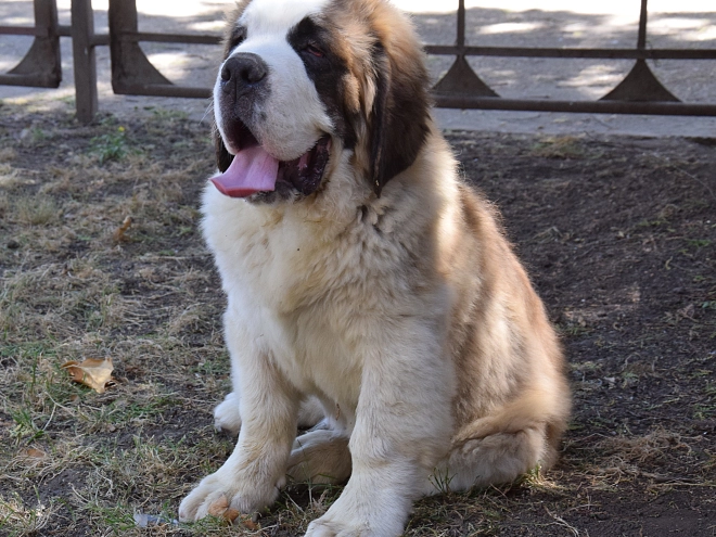 Saint Bernard puppy for sale