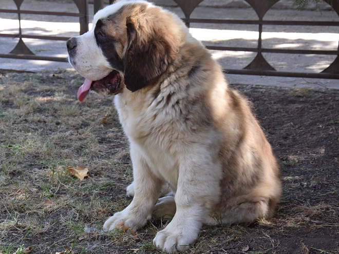 Saint Bernard puppy for sale