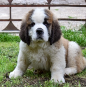 Perros San Bernardo en venta