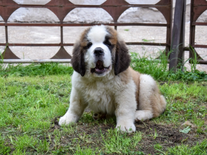 Perros San Bernardo en venta