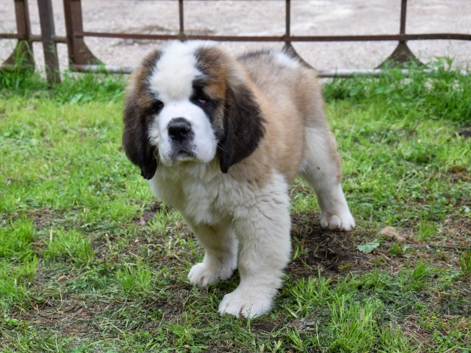 Perros San Bernardo en venta