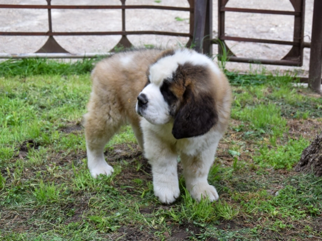 Perros San Bernardo en venta
