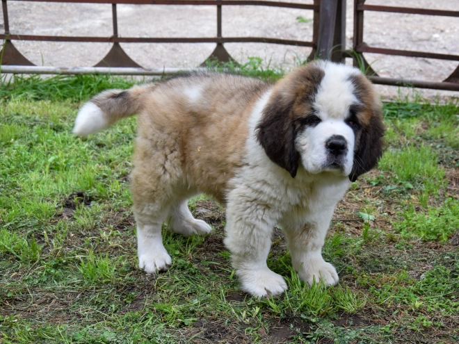 Perros San Bernardo en venta