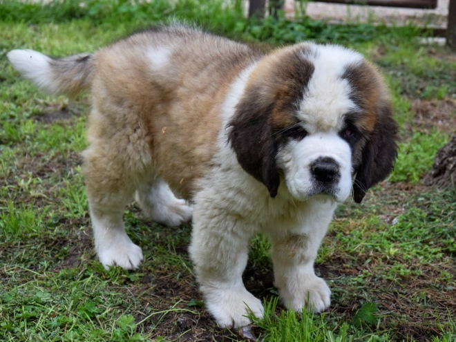 Perros San Bernardo en venta