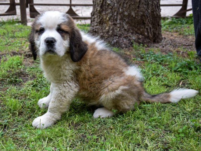 Perros San Bernardo en venta