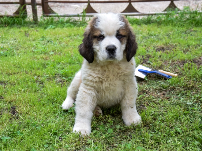 Perros San Bernardo en venta