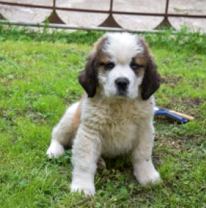 Perros San Bernardo en venta