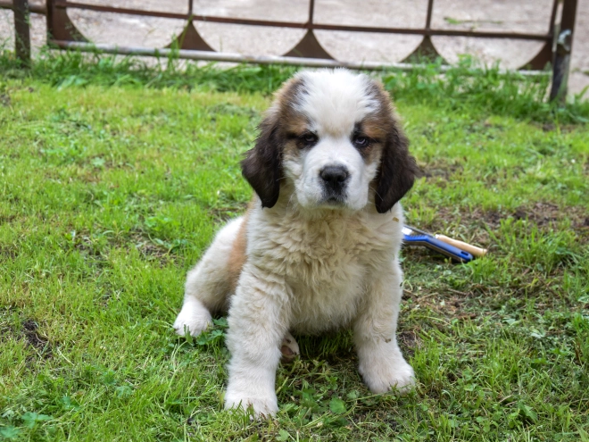 Perros San Bernardo en venta