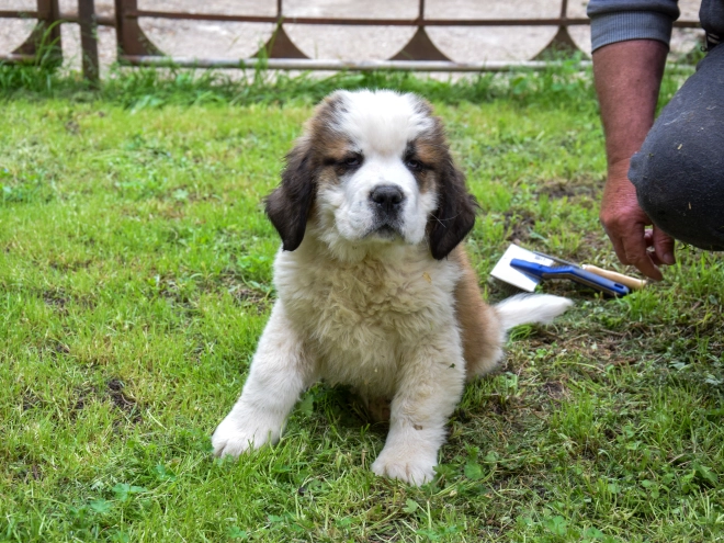Perros San Bernardo en venta