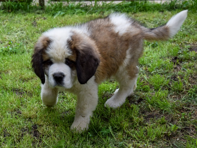 Perros San Bernardo en venta