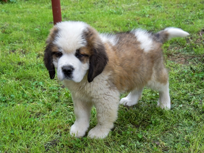 Perros San Bernardo en venta