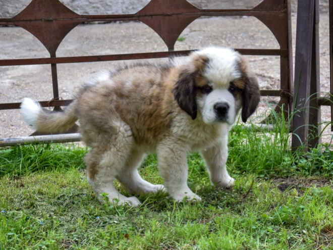 Perros San Bernardo en venta
