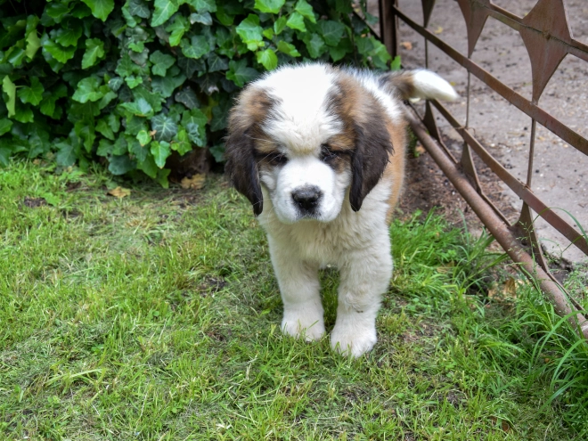 Perros San Bernardo en venta