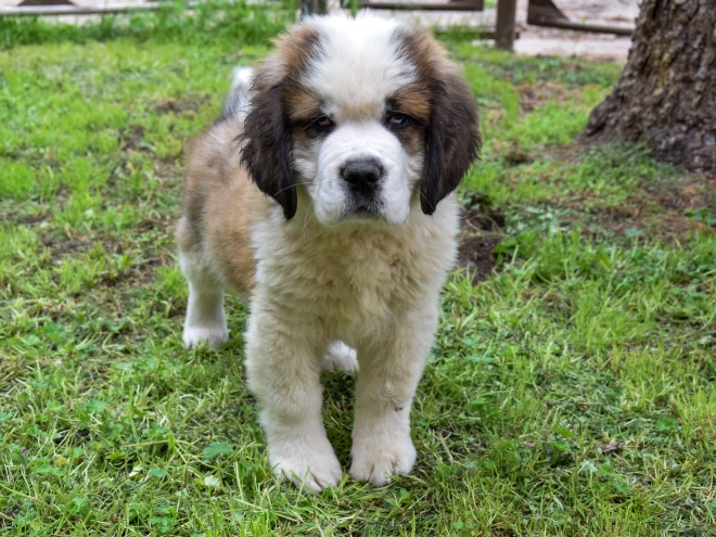 Perros San Bernardo en venta