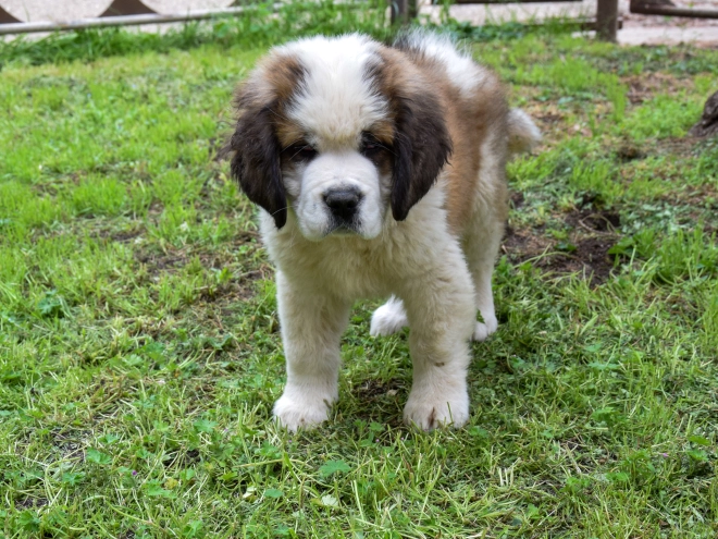 Perros San Bernardo en venta