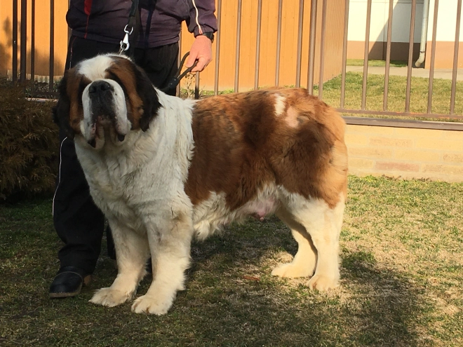 Perros San Bernardo en venta