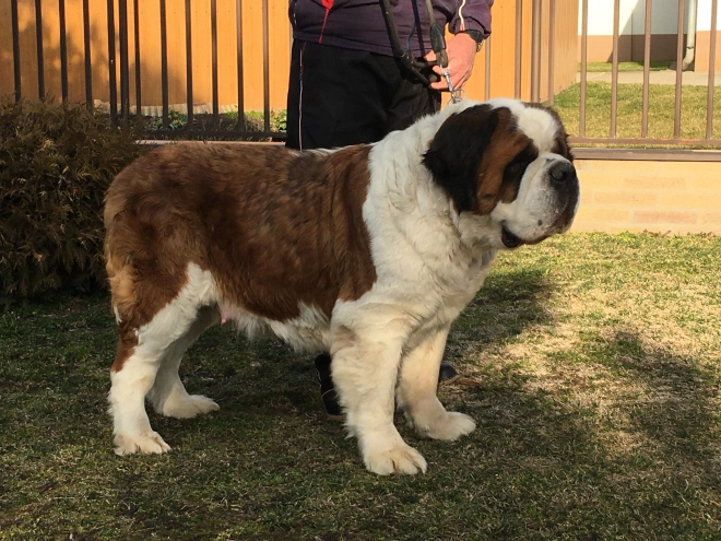 Perros San Bernardo en venta
