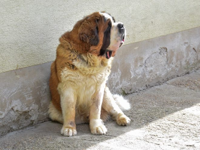 Perros San Bernardo en venta