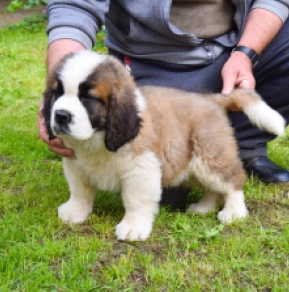 Perros San Bernardo en venta