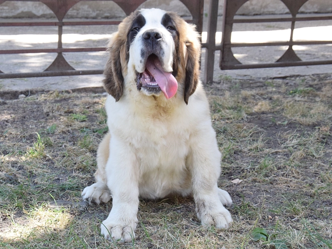 Perros San Bernardo en venta